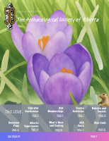 Purple Crocuses